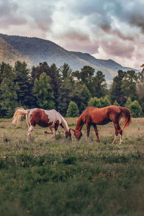 Paint and chestnut horses grazing together in mountain pasture landscape