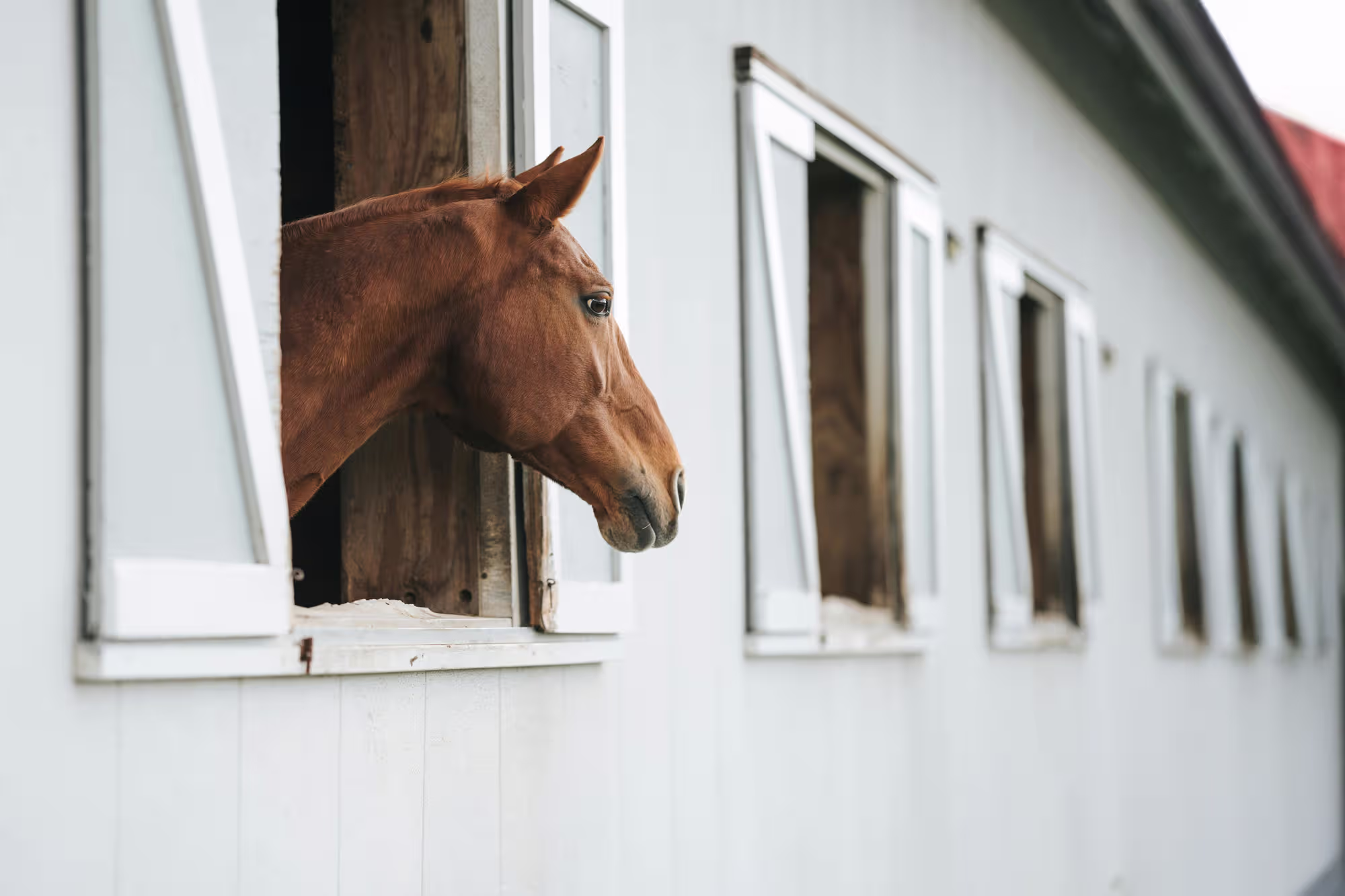 Chestnut horse peaking out of his stall window in a white modern barn