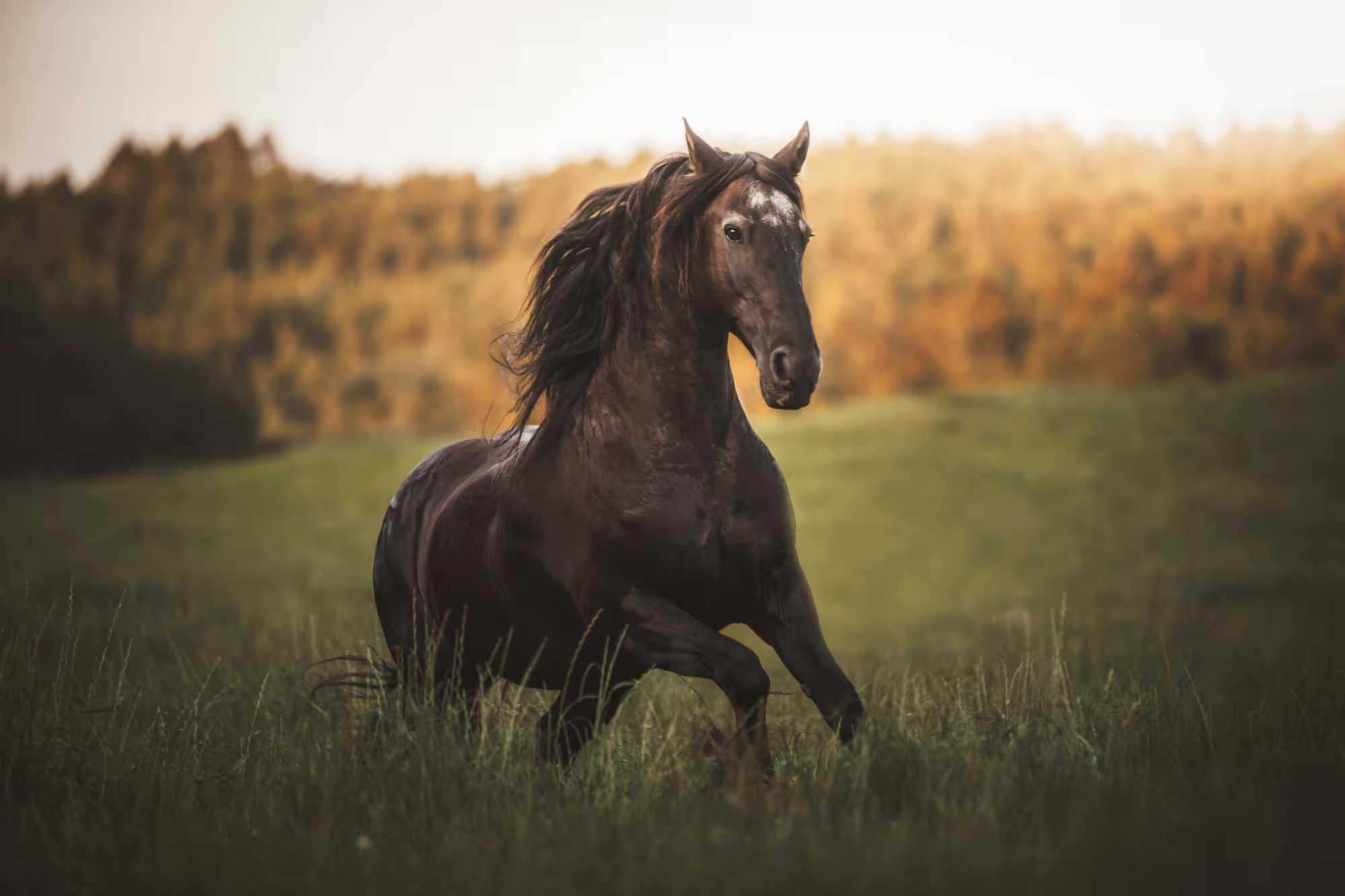 Dark bay horse cantering in meadow with windswept mane at dusk